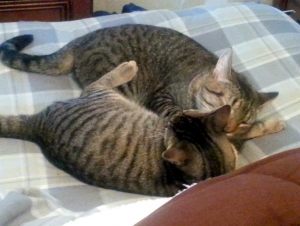 Nepharious' cats
